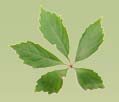 5-Leaf Virginia Creeper 5-Leaf Ivy Logo